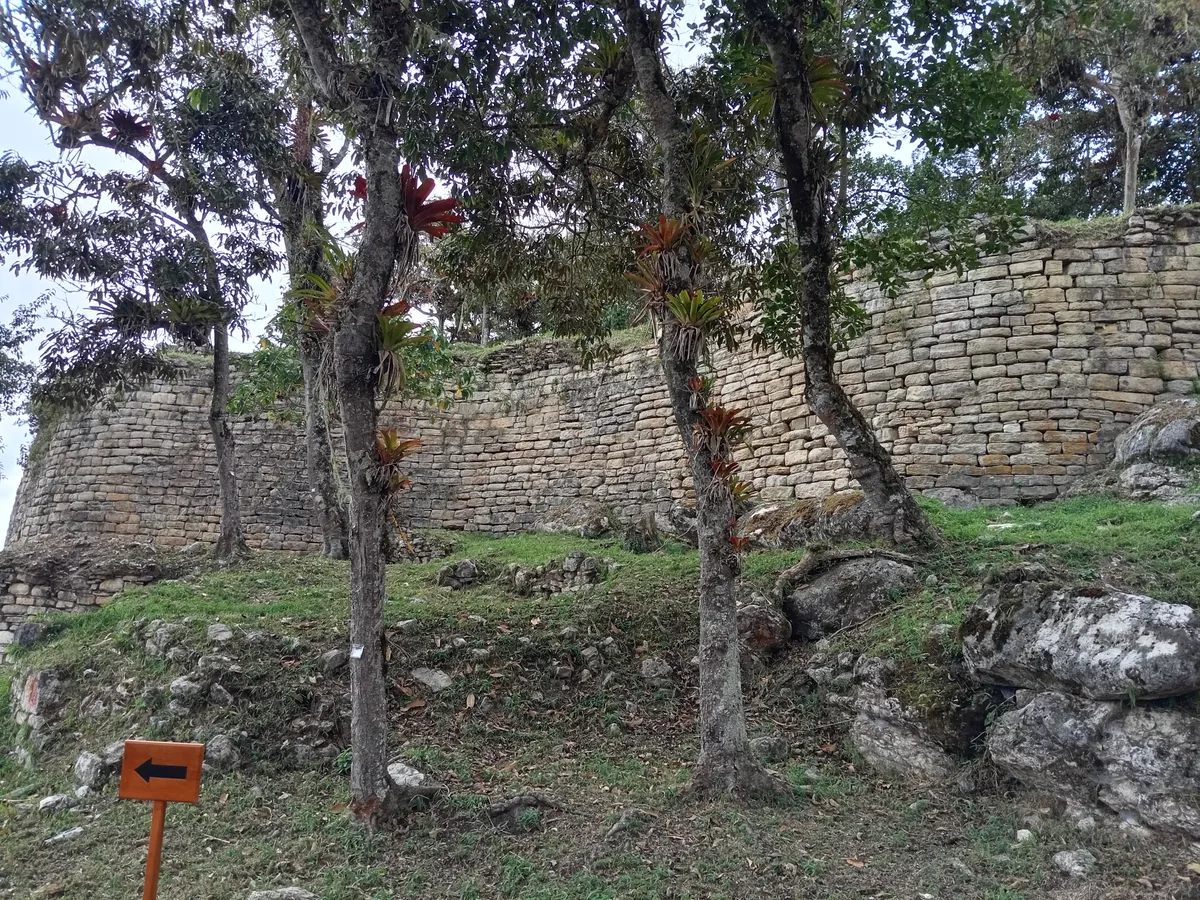 Un tramo curvo de la muralla perimetral de piedra caliza de Kuélap, de varios metros de altura, visto entre troncos de árboles y bromelias de hojas rojas que crecen en su base